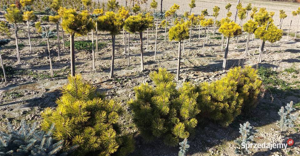 sosna kosodrzewina Carsten Rośliny małopolskie sprzedam