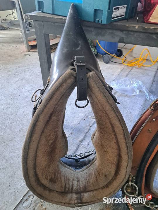 Homonta homonto sprzedam