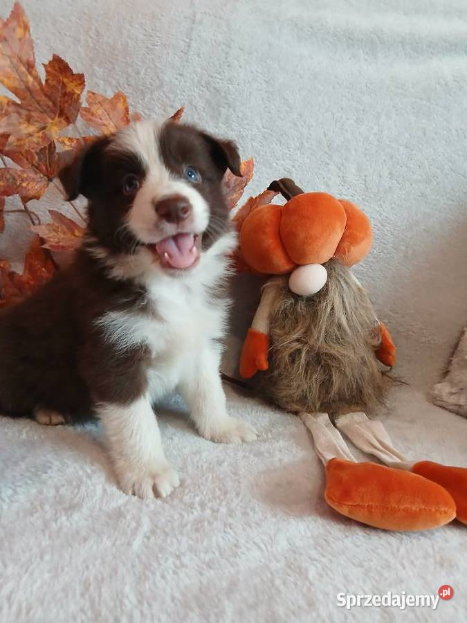 Border collie czekoladowo białe Pozostałe Toruń