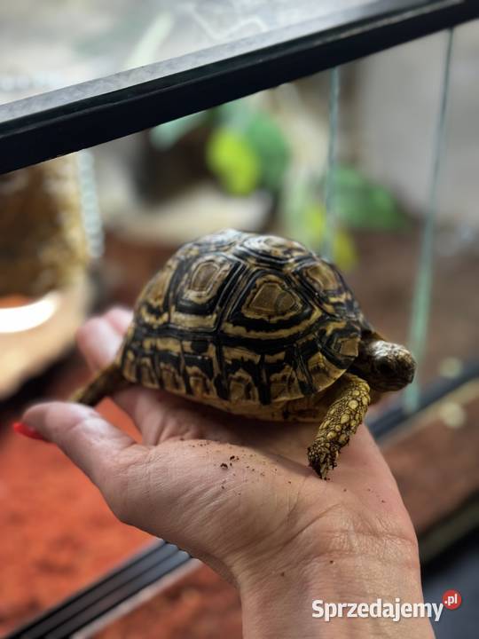 Żółw lamparci z terrarium małopolskie Kraków