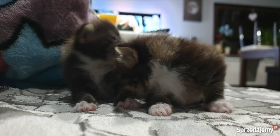 Maine Coon Meine Coon Krotoszyn