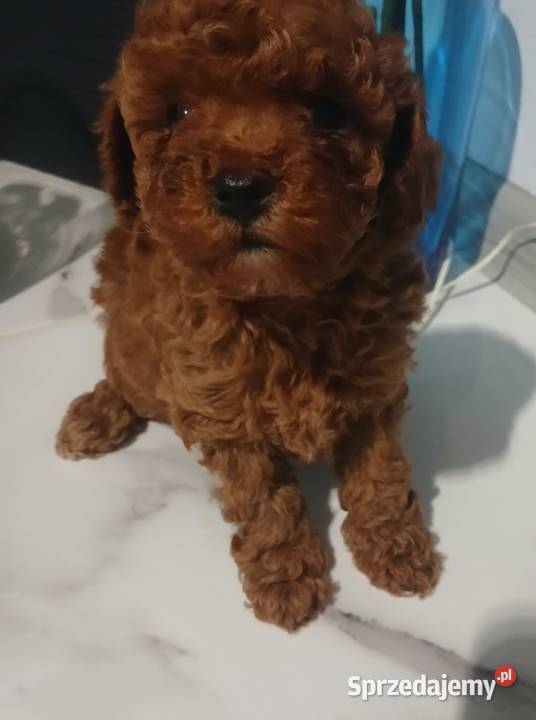 Pudel Miniatura Red samica Lutoryż