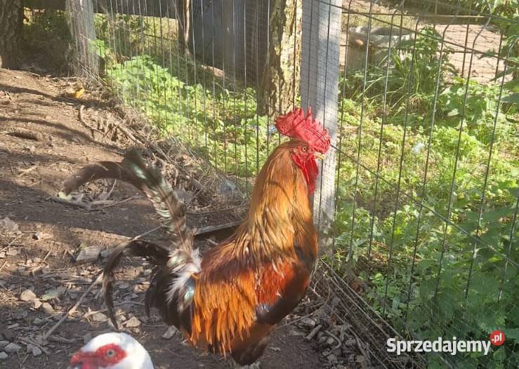 Sprzedam Koguta Skrzydlna sprzedam