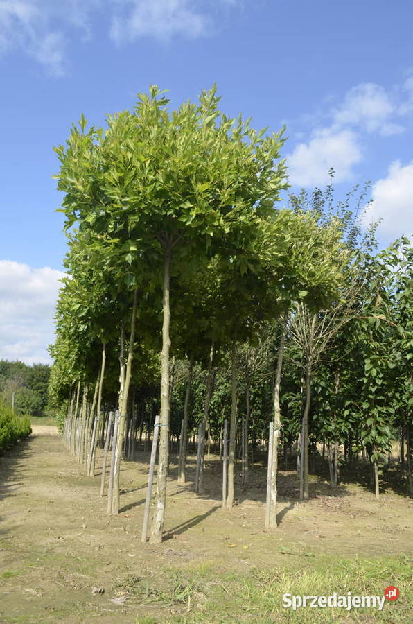 Platan klonolistny Alphens Globe obw 1216 Wolbrom