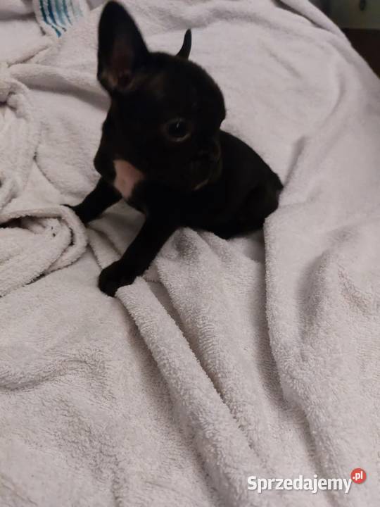 Śliczne szczeniaki buldogi francuskie Suczki Legionowo