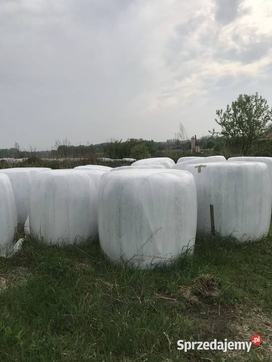 sianokiszonka w balotach wielkopolskie Kiszkowo