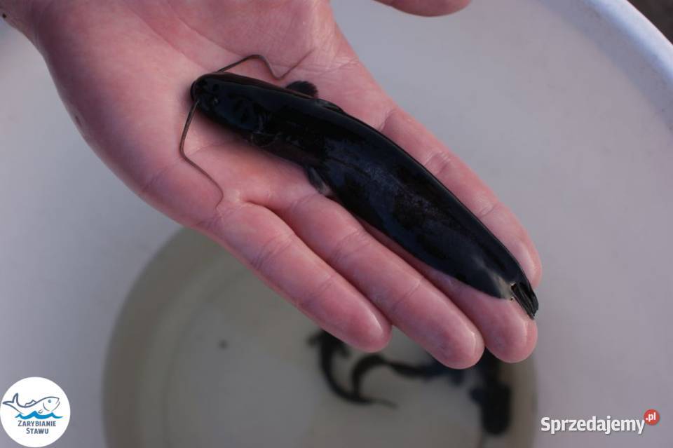 Narybek suma europejskiego Biała Podlaska