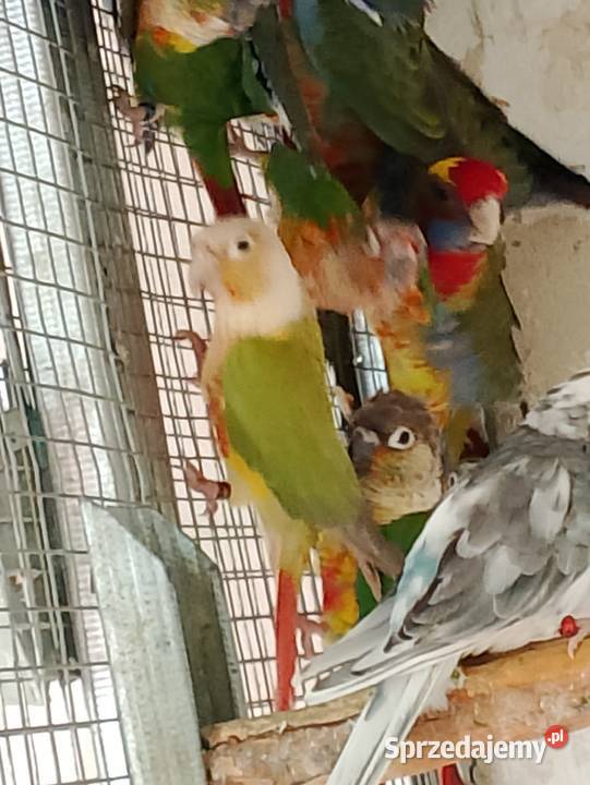 Rudosterki dorosłe ptaki lęgowe stado Strzeleczki