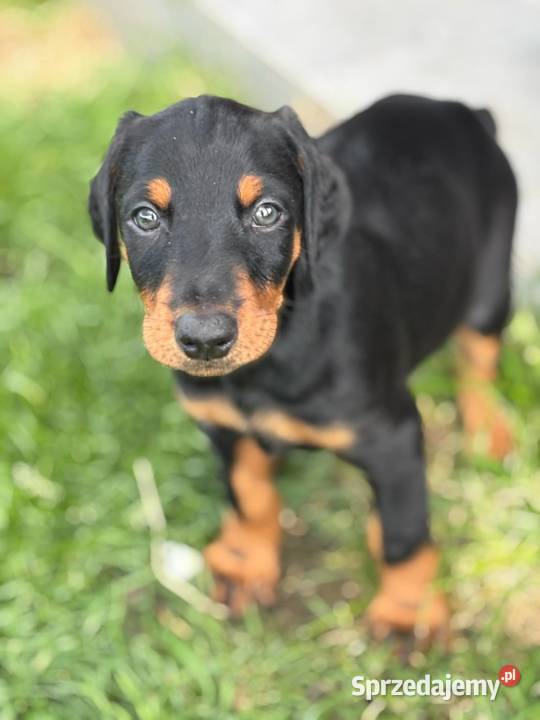 Doberman szczeniak z rodowodem lubelskie Biłgoraj