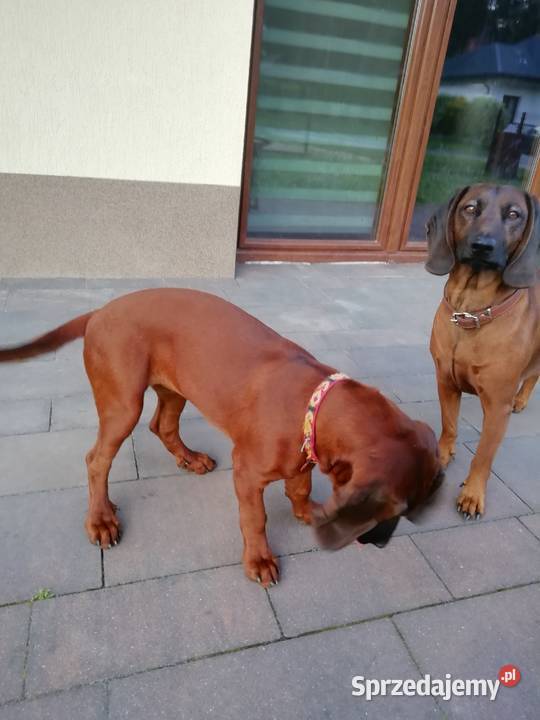 Posokowiec bawarski szczenięta