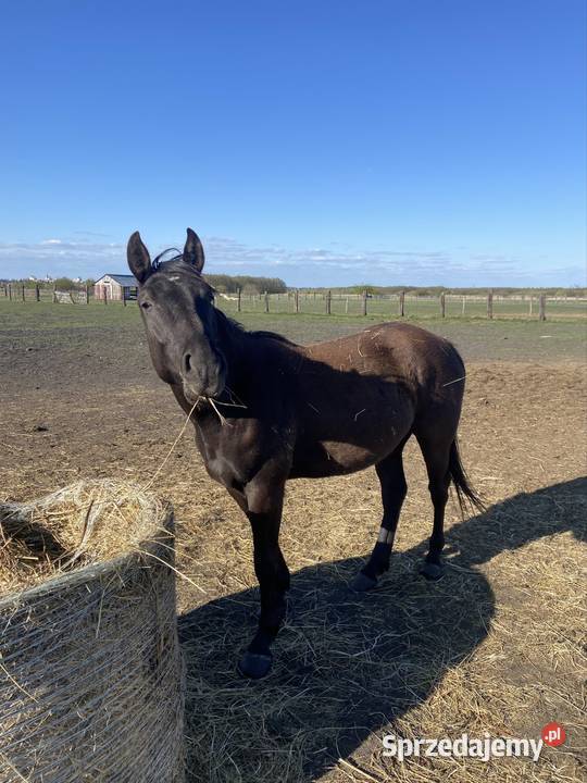 Wałach Iwar APH APALLOUS lubelskie Zamość
