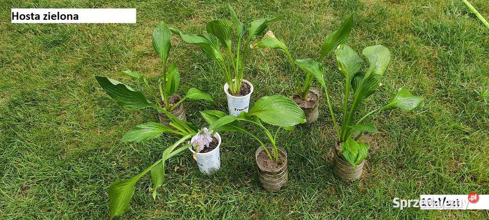 Hosta Stiletto Opole