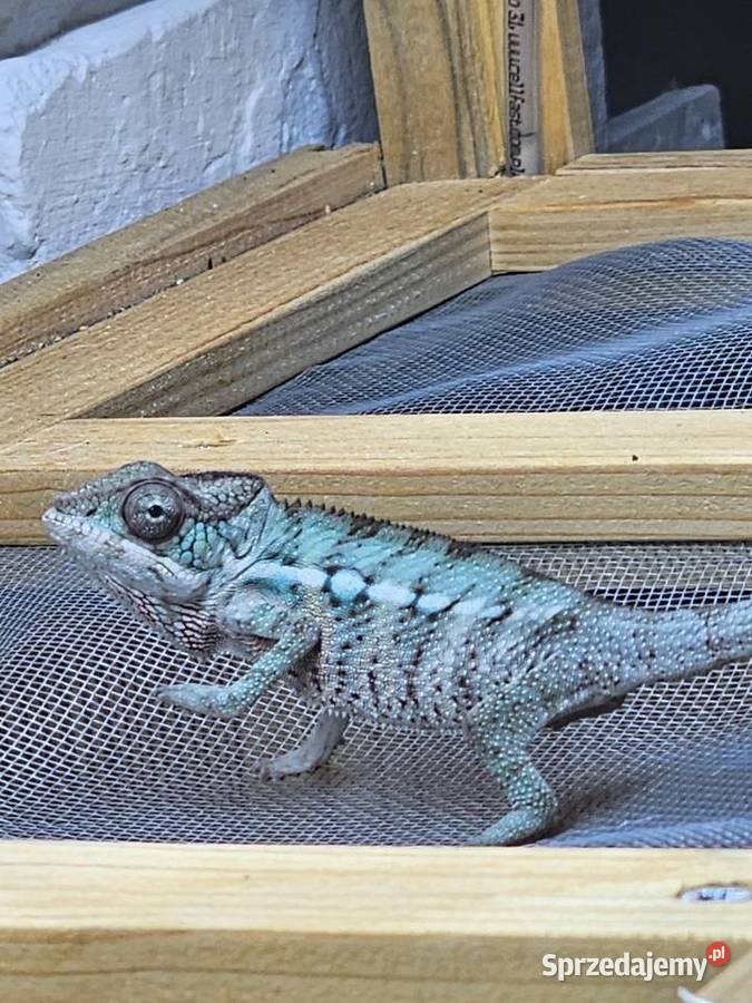 Kameleon lamparci małopolskie Kraków