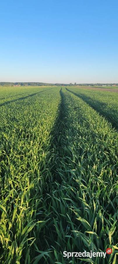 Pszenzyto tadeus meloman Pułtusk