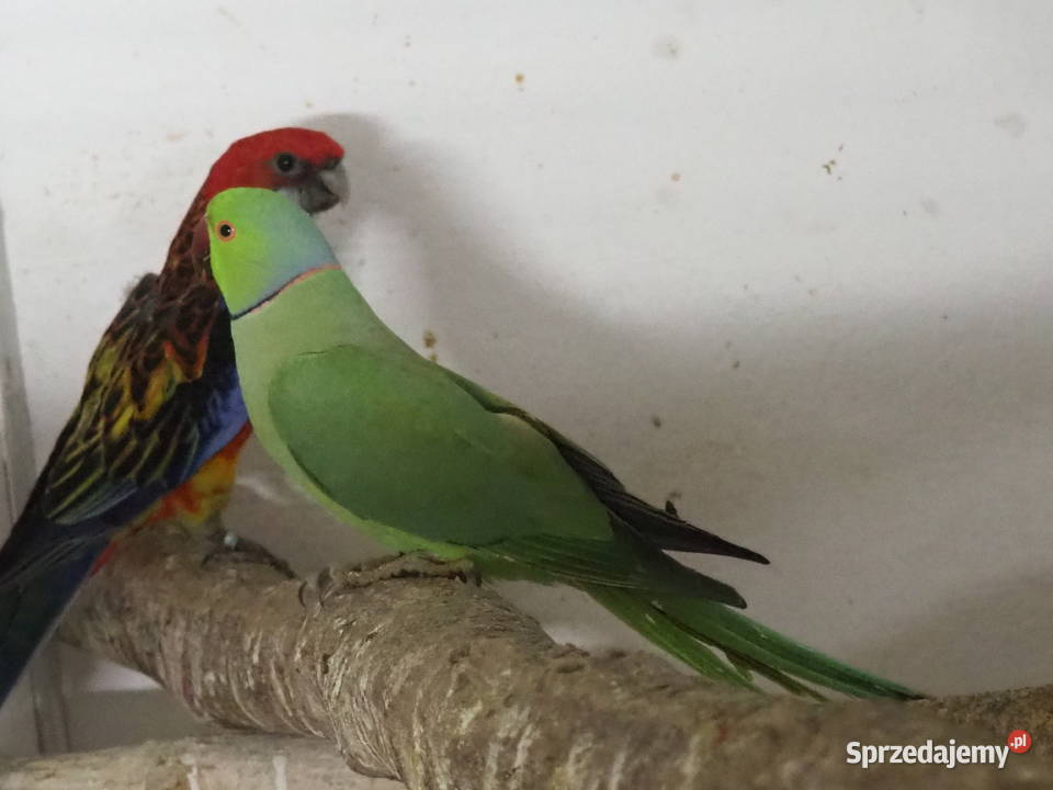 Aleksandretta Obrożna Samiec Zielony dorosły