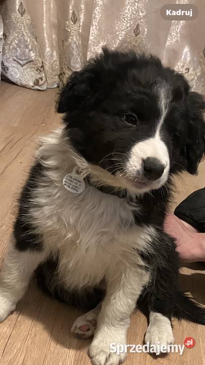 Bolde Collie szczeniaki