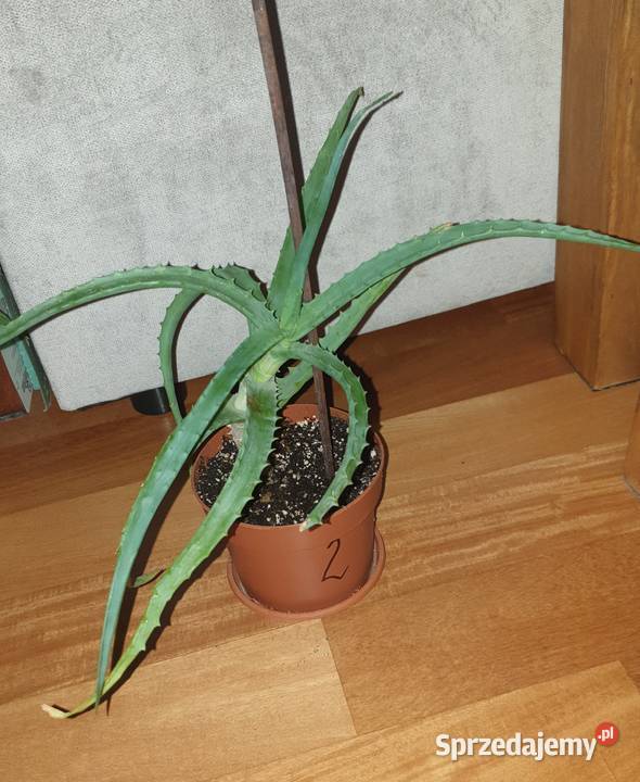 Aloes sukulent wysokość 32 Warszawa