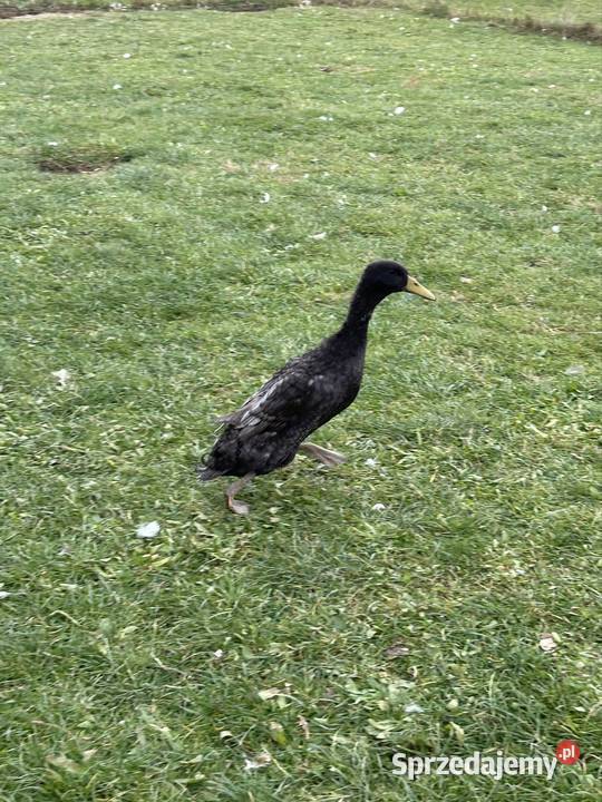Sprzedam biegusa małopolskie Bobowa