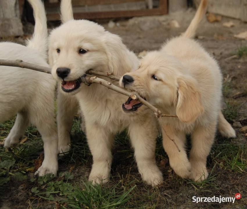 Golden Retriever Kargów sprzedam