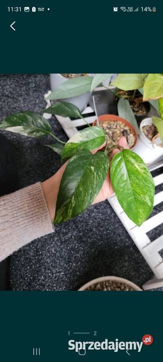 Epipremnum pinnatum variegata Kamień-Kolonia
