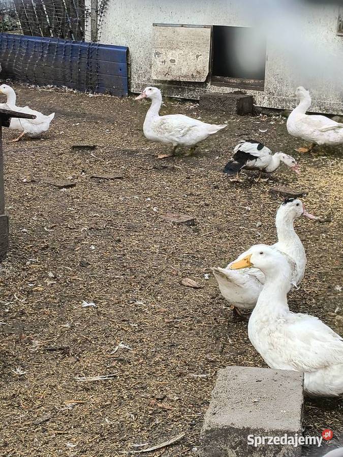 Sprzedam KaczkogesiKaczki Pekin Gęsi Roszkowo
