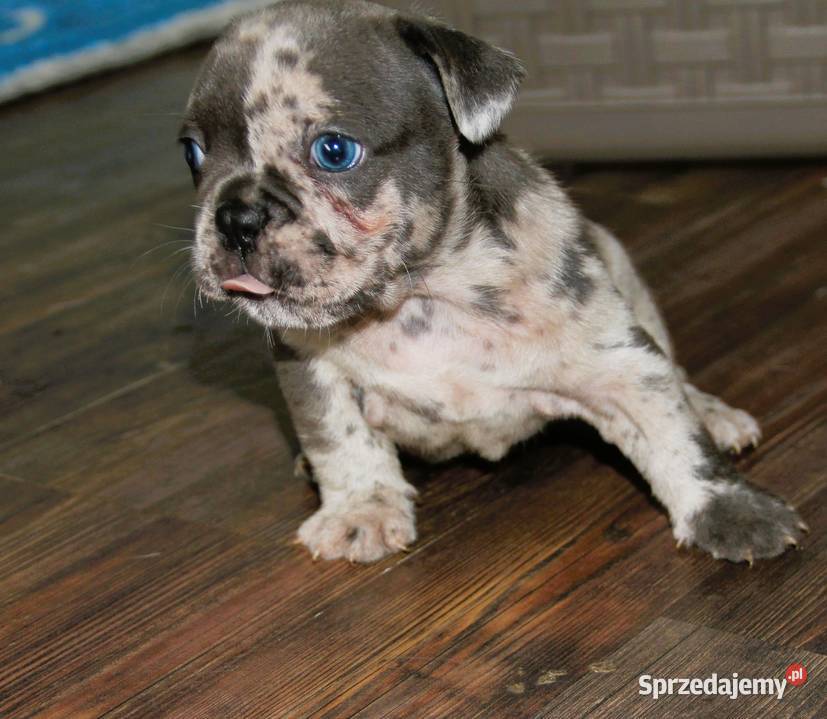 Buldog Francuski BlueMerl Kędzierzyn-Koźle