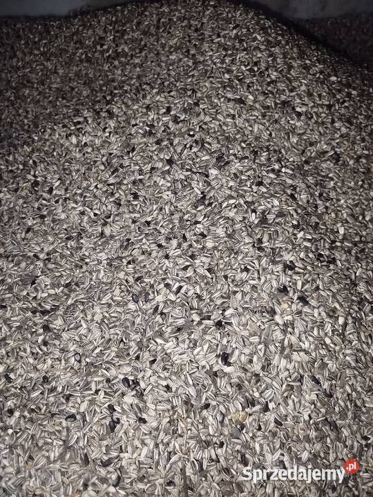 Nasiona słonecznika ozdobnego Tayio Pozostałe Puławy