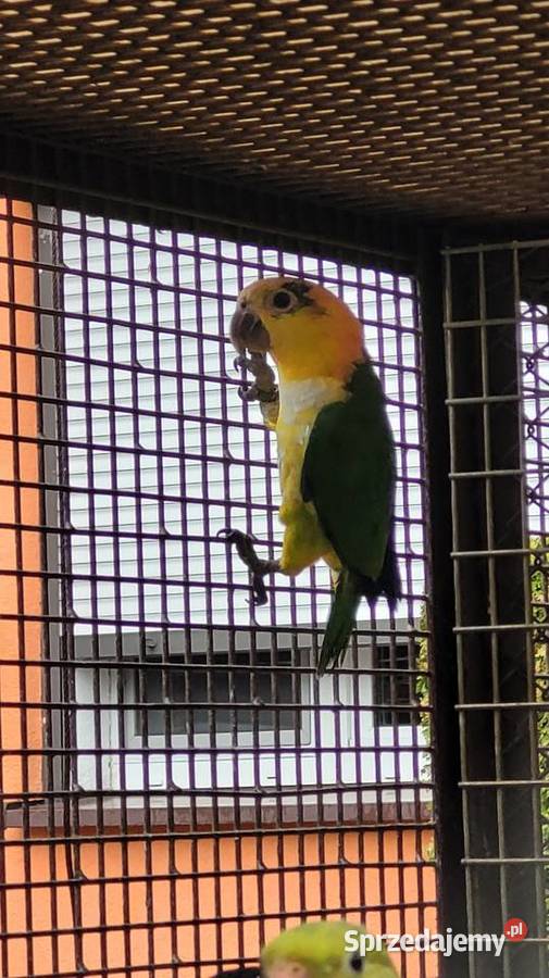 Barwinka białobrzucha kujawsko-pomorskie Bydgoszcz