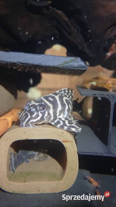 Hypancistrus l236 zbrojnik glonojad Białystok