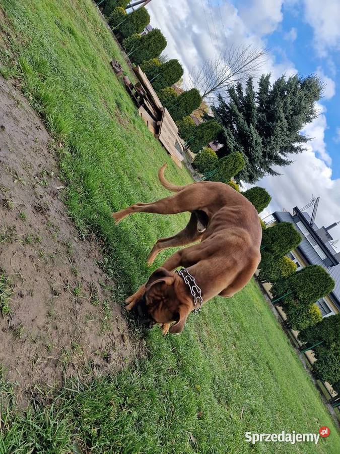 Oddam rasowego boksera koszty utrzymania Zwierzęta podkarpackie