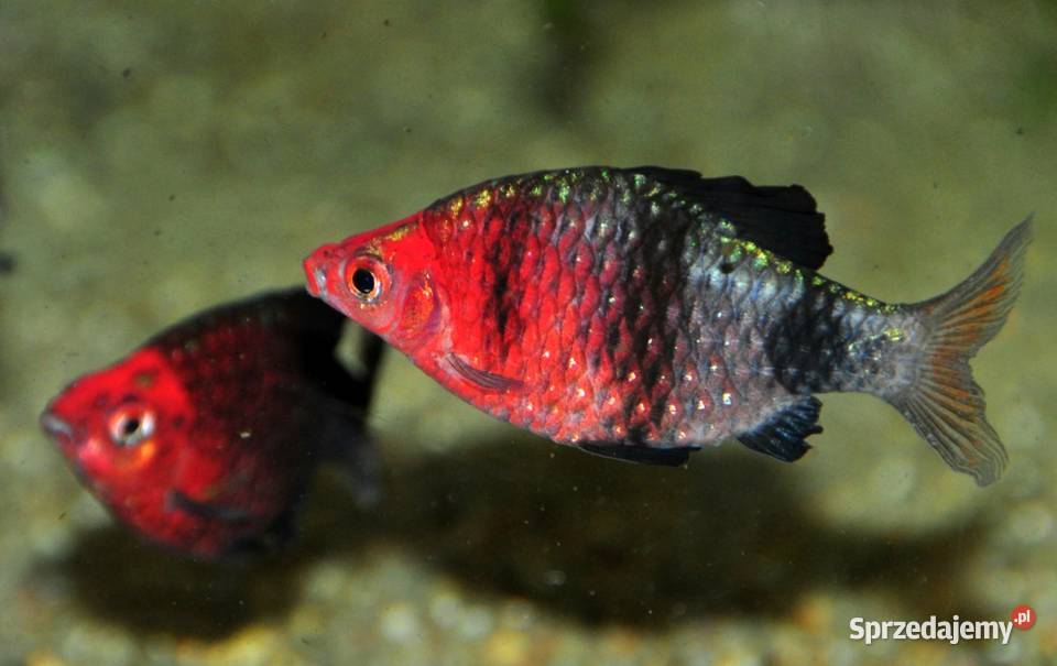 Brzanka purpurowa Pethia nigrofasciata Barbus Ryby pomorskie sprzedam