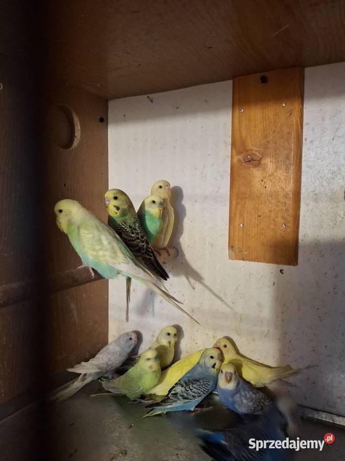 Piękne papuzki faliste i tęczowe Rybnik sprzedam