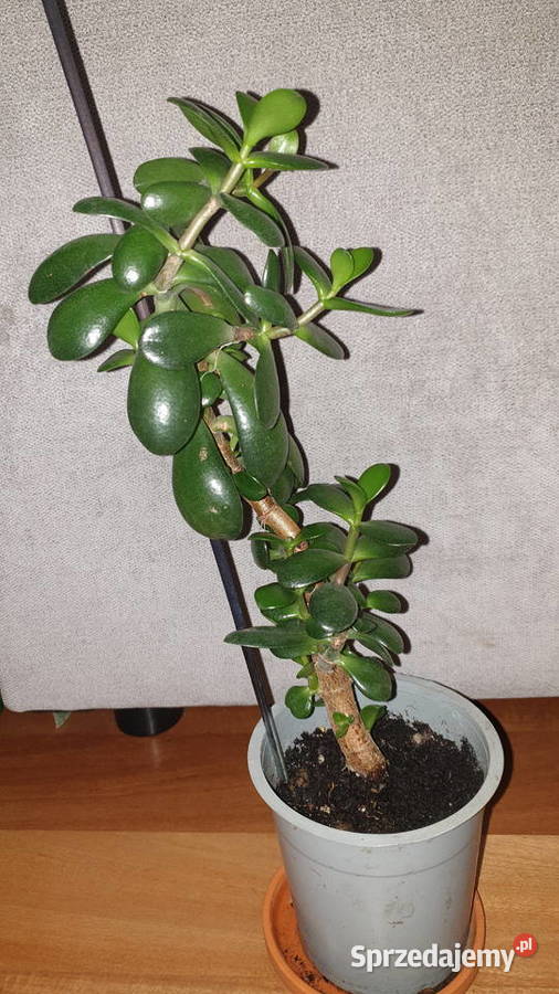 Grubosz crassula drzewko szczęścia 2 Kaktusy i sukulenty Warszawa
