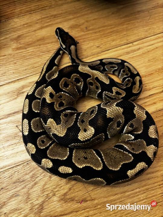 Pyton królewski z terrarium mazowieckie Zagościniec