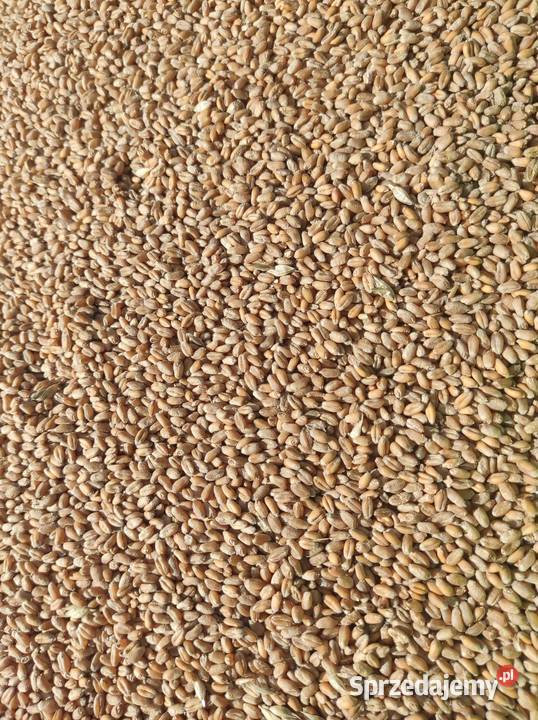 Pszenica hondia z zbirów 2022 małopolskie Gręboszów