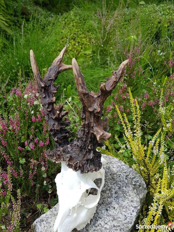 Parostki kopie mocny Węgier Orzesze