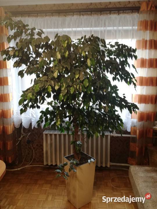 Fikus Benjamin 170 wysokości Śrem