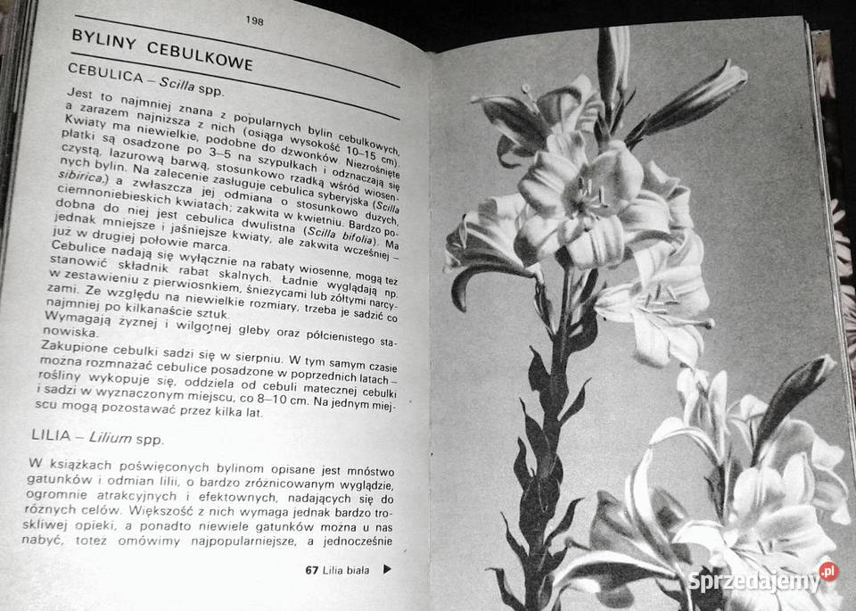 Kwiaty w ogródku Izabela Kiljańska Pozostałe Chełm