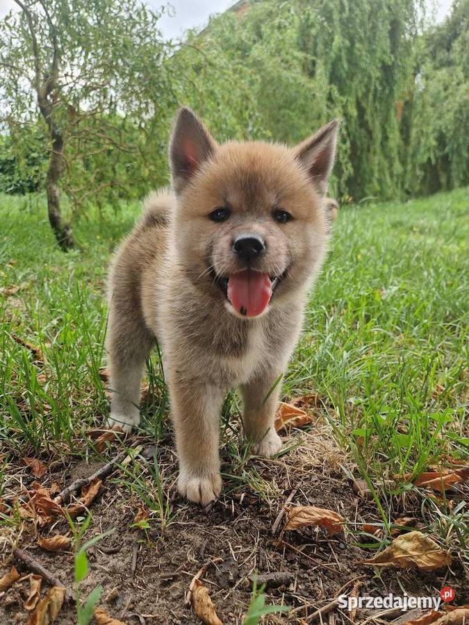 Akita INU Szczenięta Sochaczew
