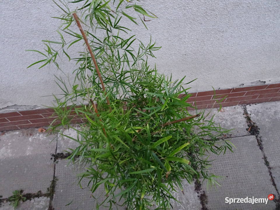 asparagus sierpowaty Warszawa sprzedam