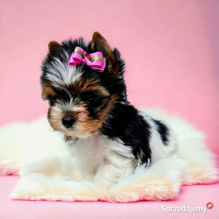 MINI Perełka YORK BIEWER SUCZKA Rodowód Umowa Opole