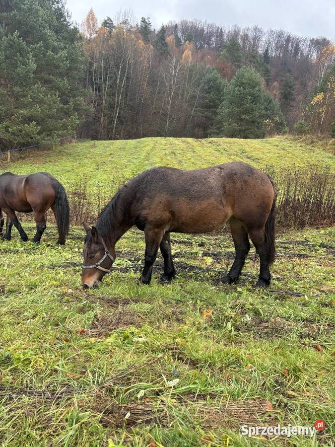 Likwidacja stada klacze PKZ Olchowa