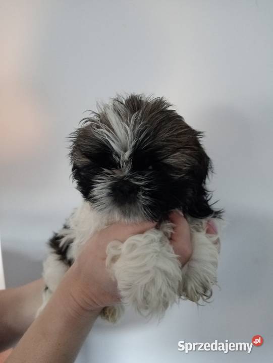 Shih tzu szczeniaczki wielkopolskie Gruszczyn