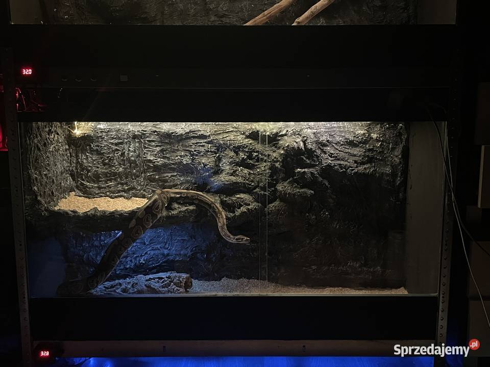 Pyton królewski razem z terrarium Bluszczów