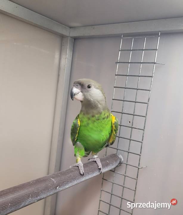 Afrykanka brunatnogłowa Ptaki Kościan