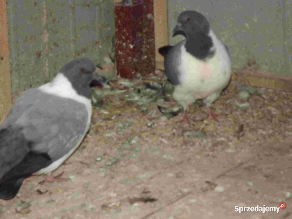 sprzedam gołębie