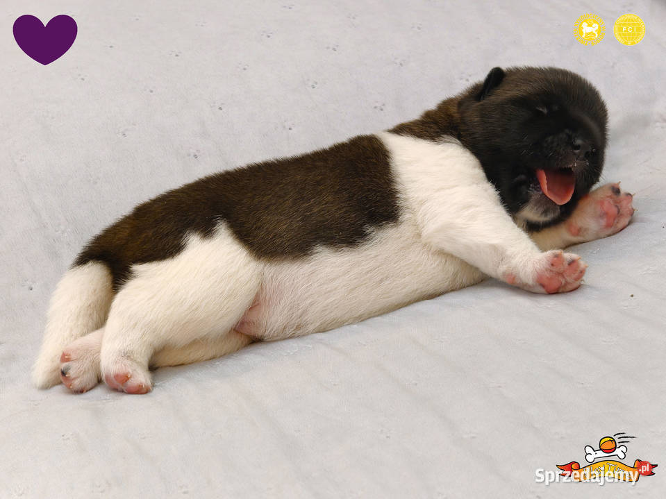 Szczenięta AKITA AMERYKAŃSKA sunia i samiec Poddębice