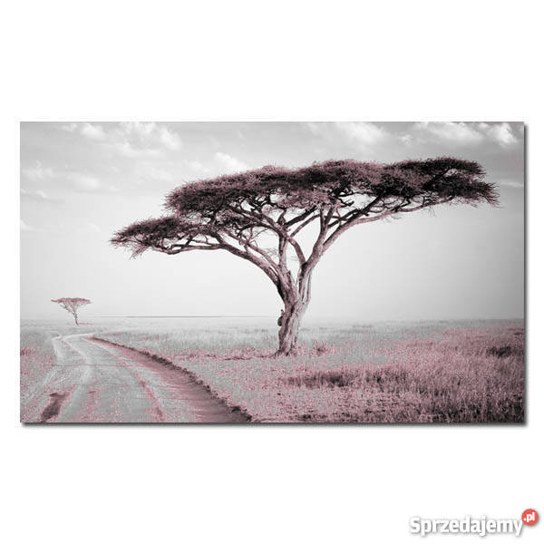 Obraz DRZEWO 31 róż 120x70 do salonu afryka Żerków