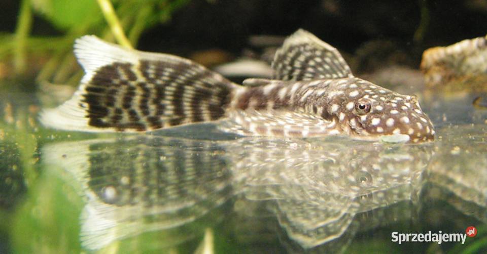 Glonojad weloniasty Zbrojnik niebieski odmiana Gdańsk sprzedam