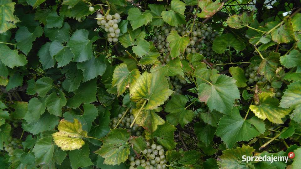 Topinambur Słonecznik bulwiasty Wronów